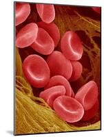 Human Red Blood Cells-Micro Discovery-Mounted Photographic Print