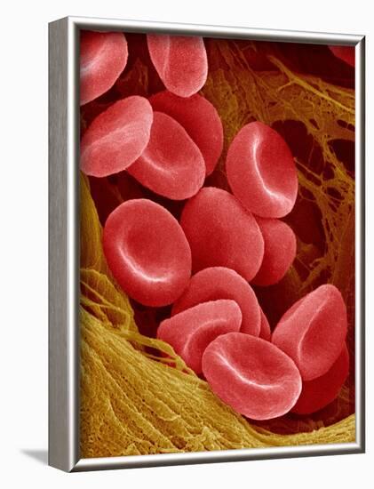 Human Red Blood Cells-Micro Discovery-Framed Photographic Print