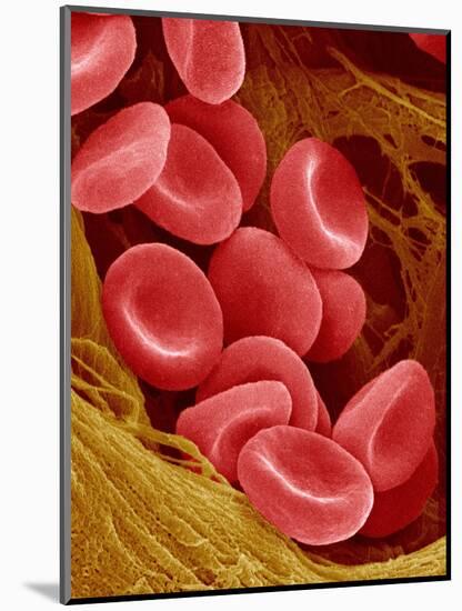 Human Red Blood Cells-Micro Discovery-Mounted Photographic Print