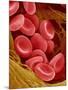 Human Red Blood Cells-Micro Discovery-Mounted Photographic Print