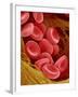 Human Red Blood Cells-Micro Discovery-Framed Photographic Print