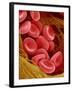 Human Red Blood Cells-Micro Discovery-Framed Photographic Print