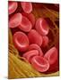 Human Red Blood Cells-Micro Discovery-Mounted Photographic Print