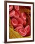 Human Red Blood Cells-Micro Discovery-Framed Photographic Print