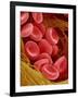 Human Red Blood Cells-Micro Discovery-Framed Photographic Print