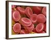 Human Red Blood Cells-Micro Discovery-Framed Photographic Print