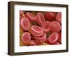 Human Red Blood Cells-Micro Discovery-Framed Photographic Print