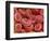 Human Red Blood Cells-Micro Discovery-Framed Photographic Print