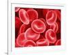 Human Red Blood Cells-Micro Discovery-Framed Photographic Print