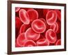 Human Red Blood Cells-Micro Discovery-Framed Photographic Print