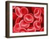 Human Red Blood Cells-Micro Discovery-Framed Photographic Print