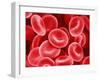 Human Red Blood Cells-Micro Discovery-Framed Photographic Print