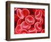 Human Red Blood Cells-Micro Discovery-Framed Photographic Print