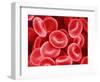 Human Red Blood Cells-Micro Discovery-Framed Photographic Print