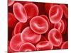 Human Red Blood Cells-Micro Discovery-Mounted Photographic Print