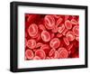 Human Red blood cells-Micro Discovery-Framed Photographic Print