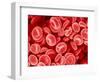 Human Red blood cells-Micro Discovery-Framed Photographic Print