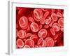 Human Red blood cells-Micro Discovery-Framed Photographic Print