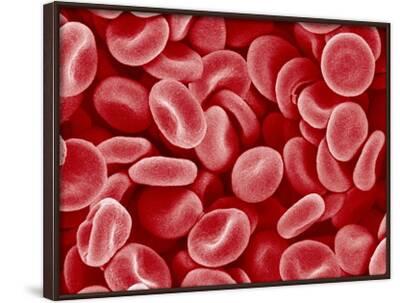 'Human Red blood cells' Photographic Print - Micro Discovery ...