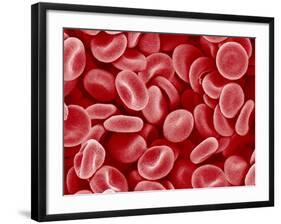 Human Red blood cells-Micro Discovery-Framed Photographic Print