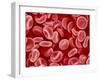 Human Red blood cells-Micro Discovery-Framed Photographic Print