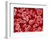 Human Red blood cells-Micro Discovery-Framed Photographic Print