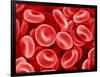 Human Red blood cells-Micro Discovery-Framed Photographic Print