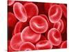 Human Red Blood Cells-Micro Discovery-Stretched Canvas