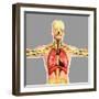 Human Respiratory System-Stocktrek Images-Framed Art Print