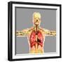Human Respiratory System-Stocktrek Images-Framed Art Print