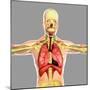 Human Respiratory System-Stocktrek Images-Mounted Art Print