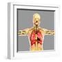 Human Respiratory System-Stocktrek Images-Framed Art Print