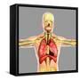 Human Respiratory System-Stocktrek Images-Framed Stretched Canvas