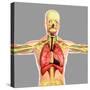 Human Respiratory System-Stocktrek Images-Stretched Canvas