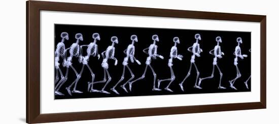 Human Skelegon Running, Radigraphy Sequence-riccardocova-Framed Premium Giclee Print