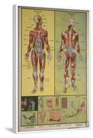 Human Skeletal System and Muscles-null-Framed Art Print