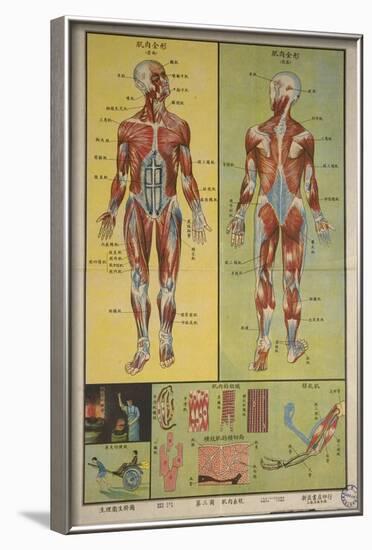 Human Skeletal System and Muscles-null-Framed Art Print