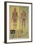 Human Skeletal System and Muscles-null-Framed Art Print