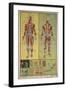 Human Skeletal System and Muscles-null-Framed Art Print