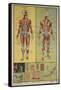 Human Skeletal System and Muscles-null-Framed Stretched Canvas