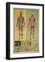 Human Skeletal System and Muscles-null-Framed Art Print