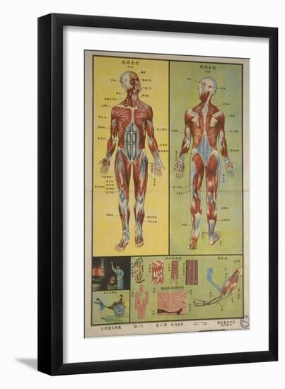 Human Skeletal System and Muscles-null-Framed Art Print