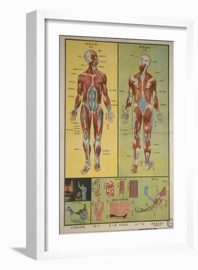 Human Skeletal System and Muscles-null-Framed Art Print