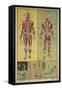 Human Skeletal System and Muscles-null-Framed Stretched Canvas