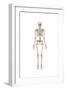 Human Skeletal System, Front View-null-Framed Art Print