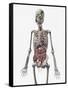 Human Skeletal System with Organs of the Digestive System Visible-Stocktrek Images-Framed Stretched Canvas