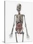 Human Skeletal System with Organs of the Digestive System Visible-Stocktrek Images-Stretched Canvas