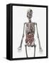 Human Skeletal System with Organs of the Digestive System Visible-Stocktrek Images-Framed Stretched Canvas