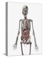 Human Skeletal System with Organs of the Digestive System Visible-Stocktrek Images-Stretched Canvas