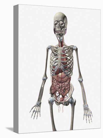 Human Skeletal System with Organs of the Digestive System Visible-Stocktrek Images-Stretched Canvas